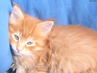 mon chat