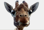 girafe