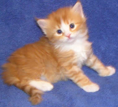 mon chat calin