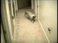 galipette chat