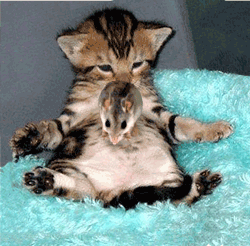 chat + souris