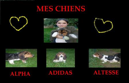 mes chiens