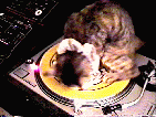 chat rappeur
