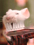 stuart little