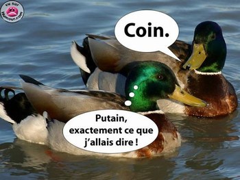 canard