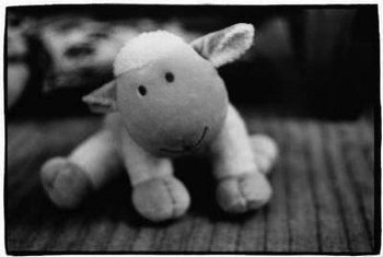 ptit mouton