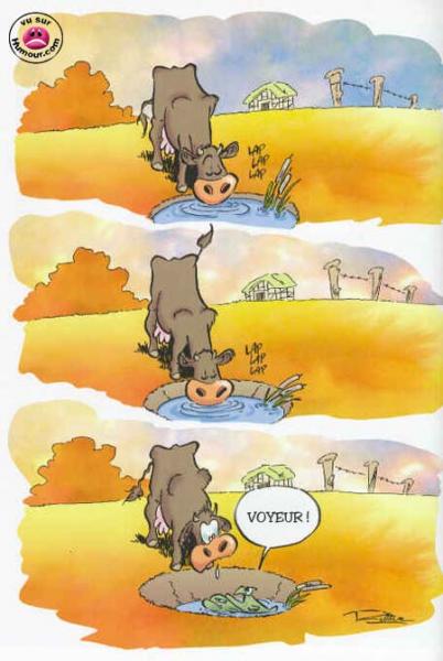 vache