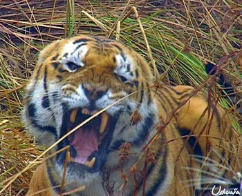 tigre agressif