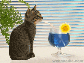 chat ki boi
