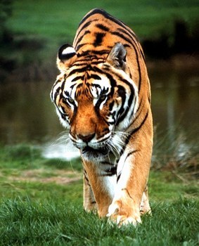 tigre